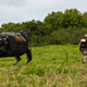The Legged Squad Support System (LS3) on patrol with a Marine during the Advanced Warfighting Experiment. Source: Kyle Olson via The United States Marine Corps
